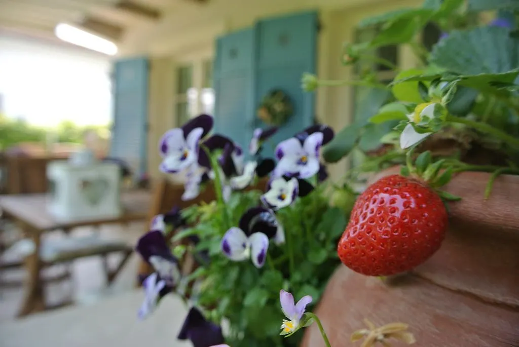 Casa Grischuna B&B Lido di Camaiore